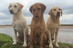 beach-labs-x3