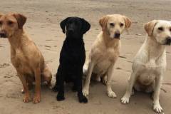 beach-labs-x4