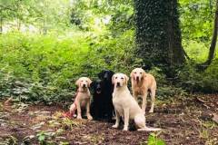 labs-in-woods