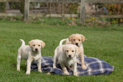 Puppy-Shoot-Sinead-March-2023-7503