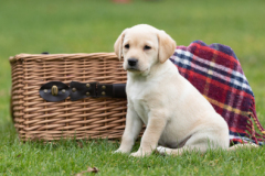 Puppy-Shoot-Sinead-March-2023-7532