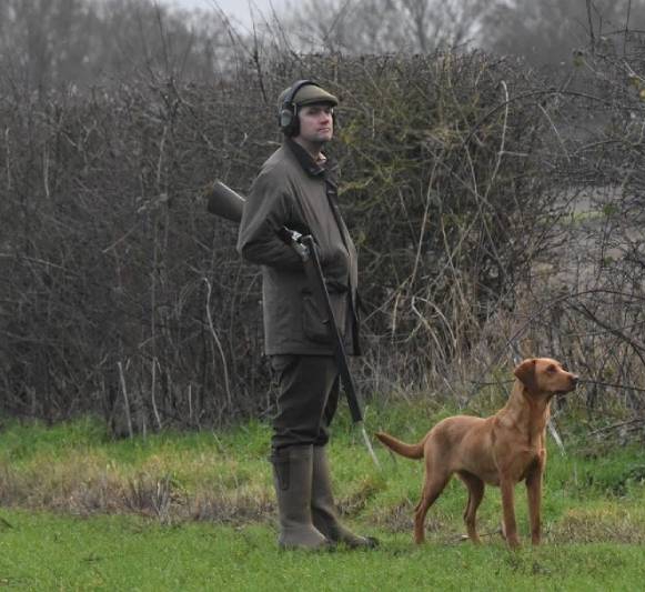 Labradors in the woods
