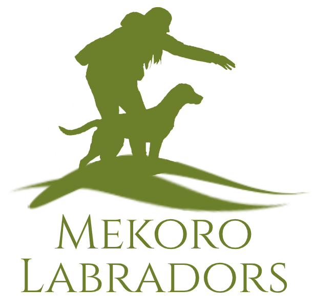 Mekoro Labradors