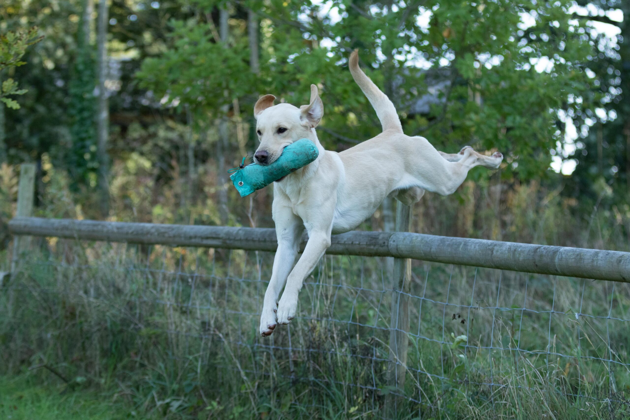 Mekoro Labradors