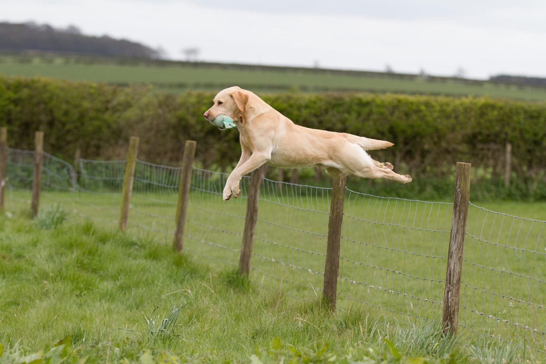 Mekoro Labradors