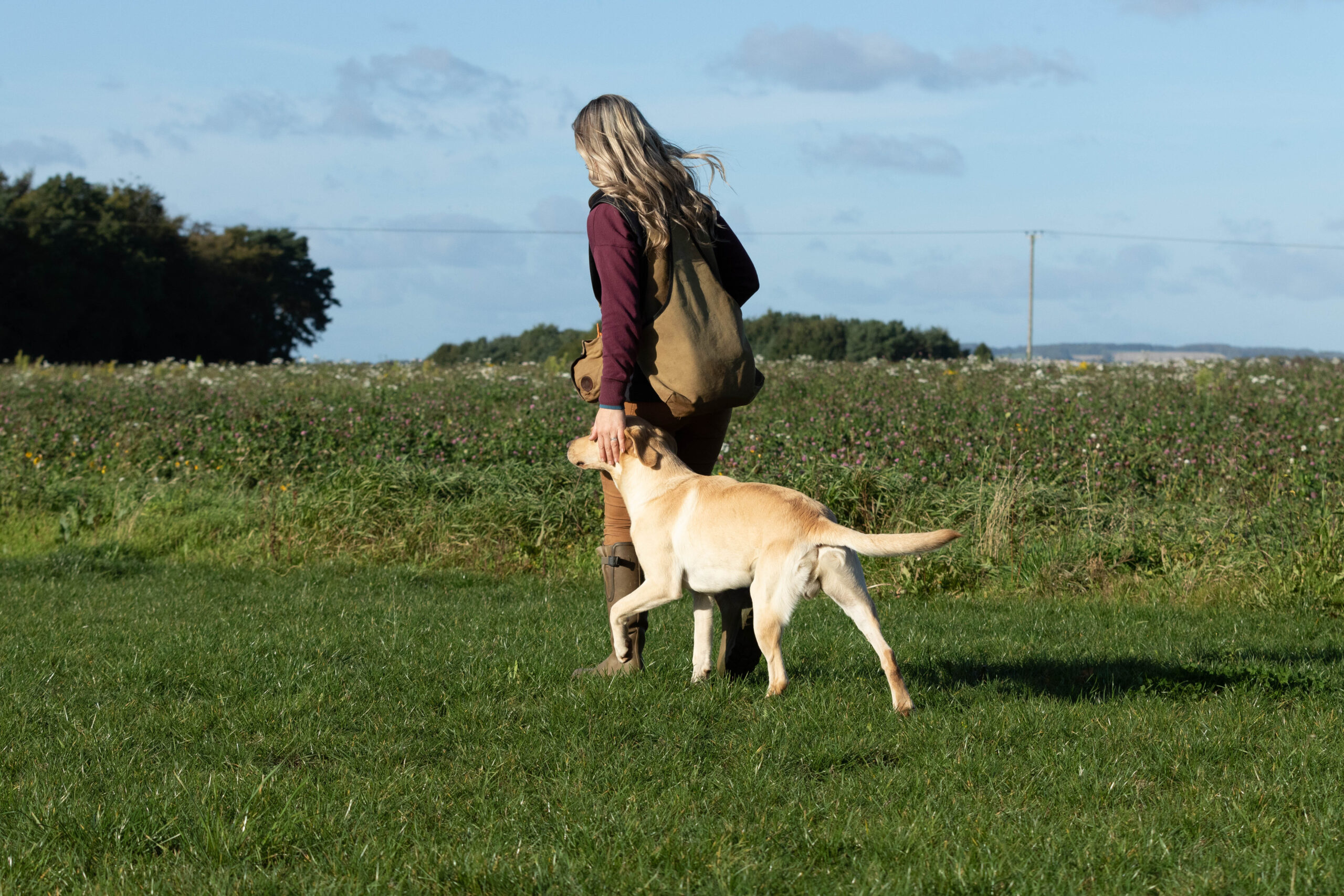 Mekoro Labradors