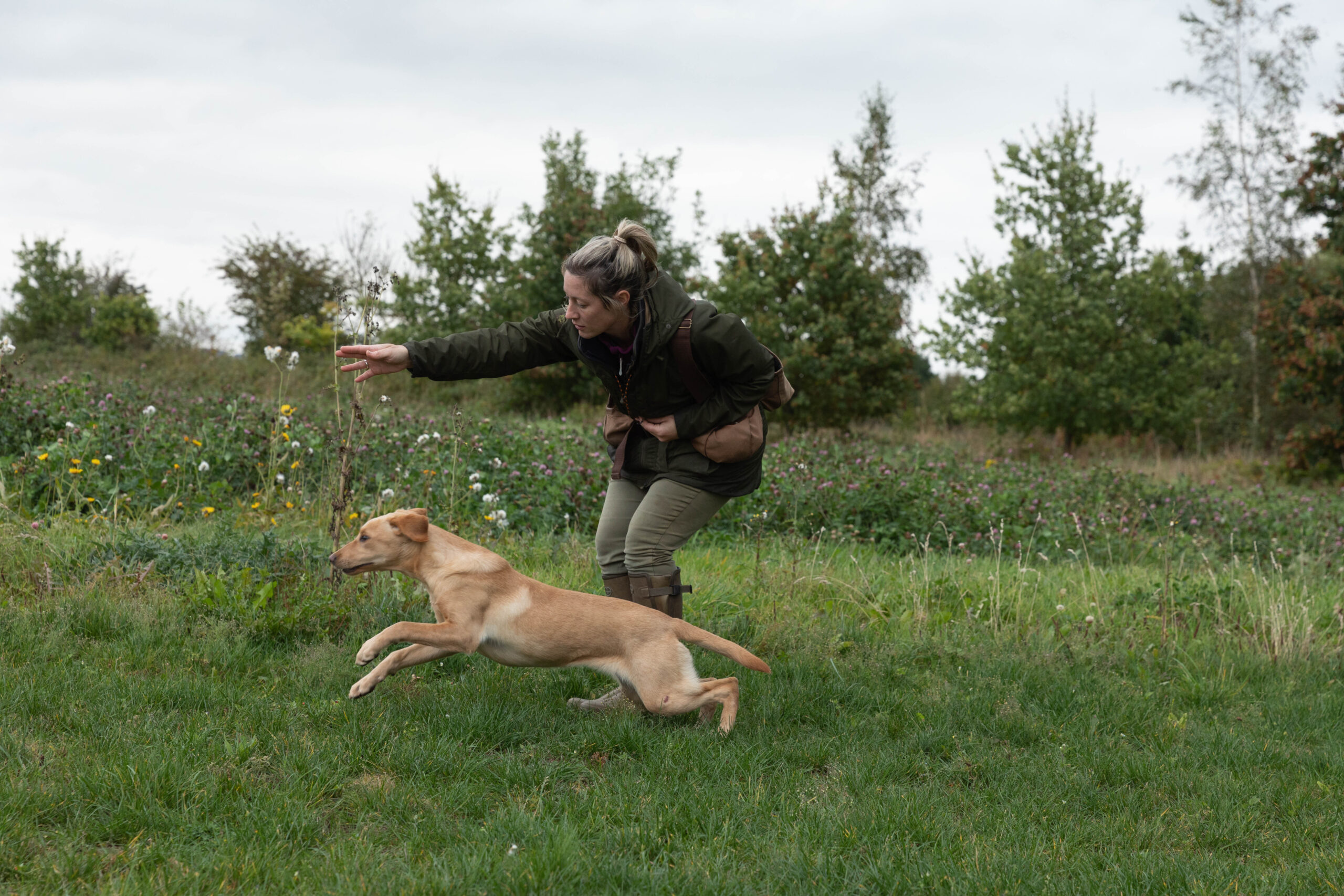 Mekoro Labradors