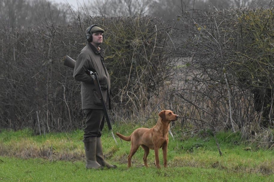 Mekoro Labradors