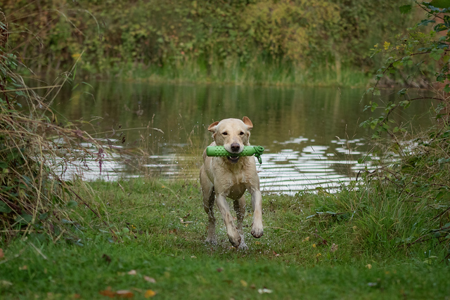Mekoro Labradors