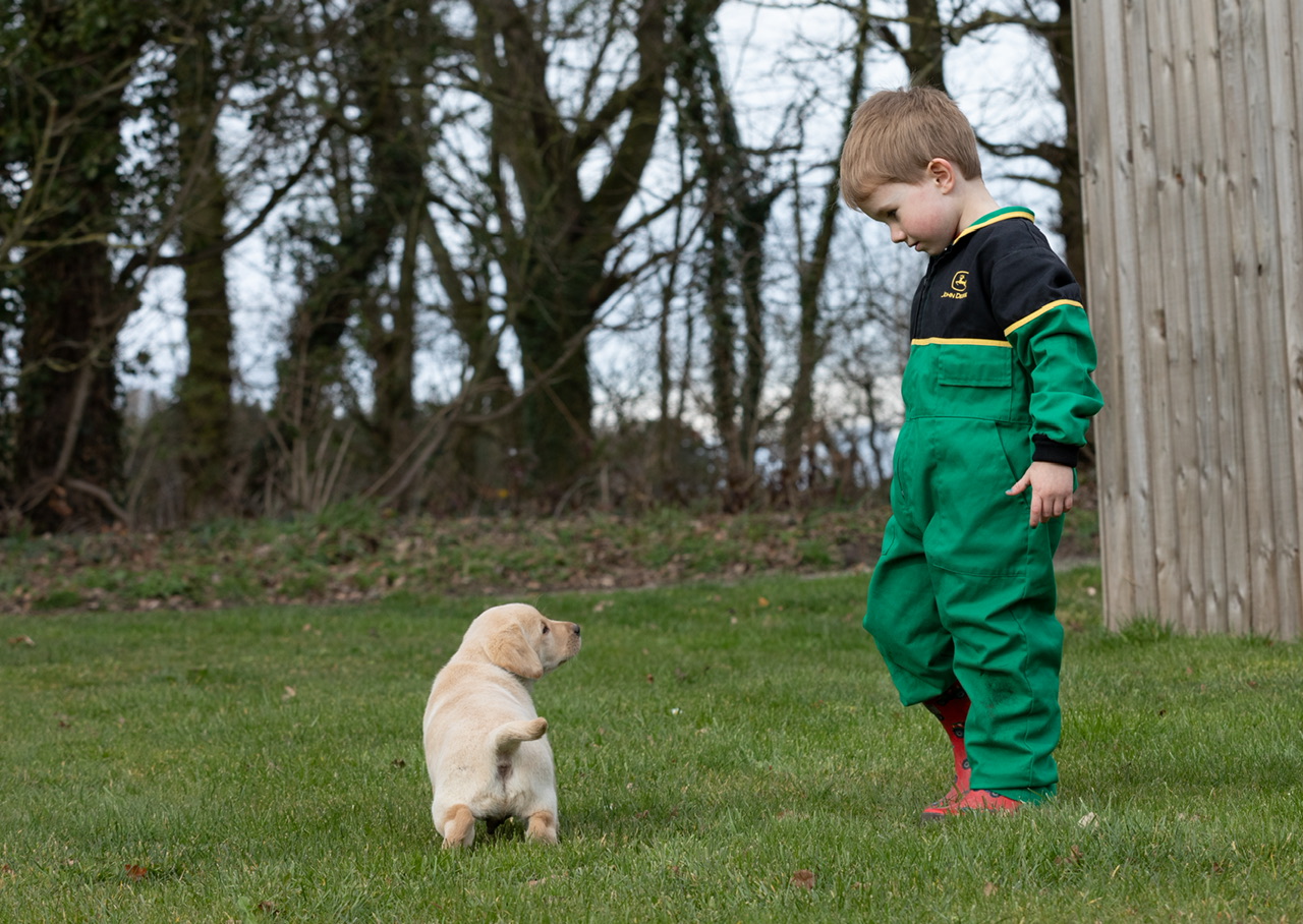 Mekoro Labradors