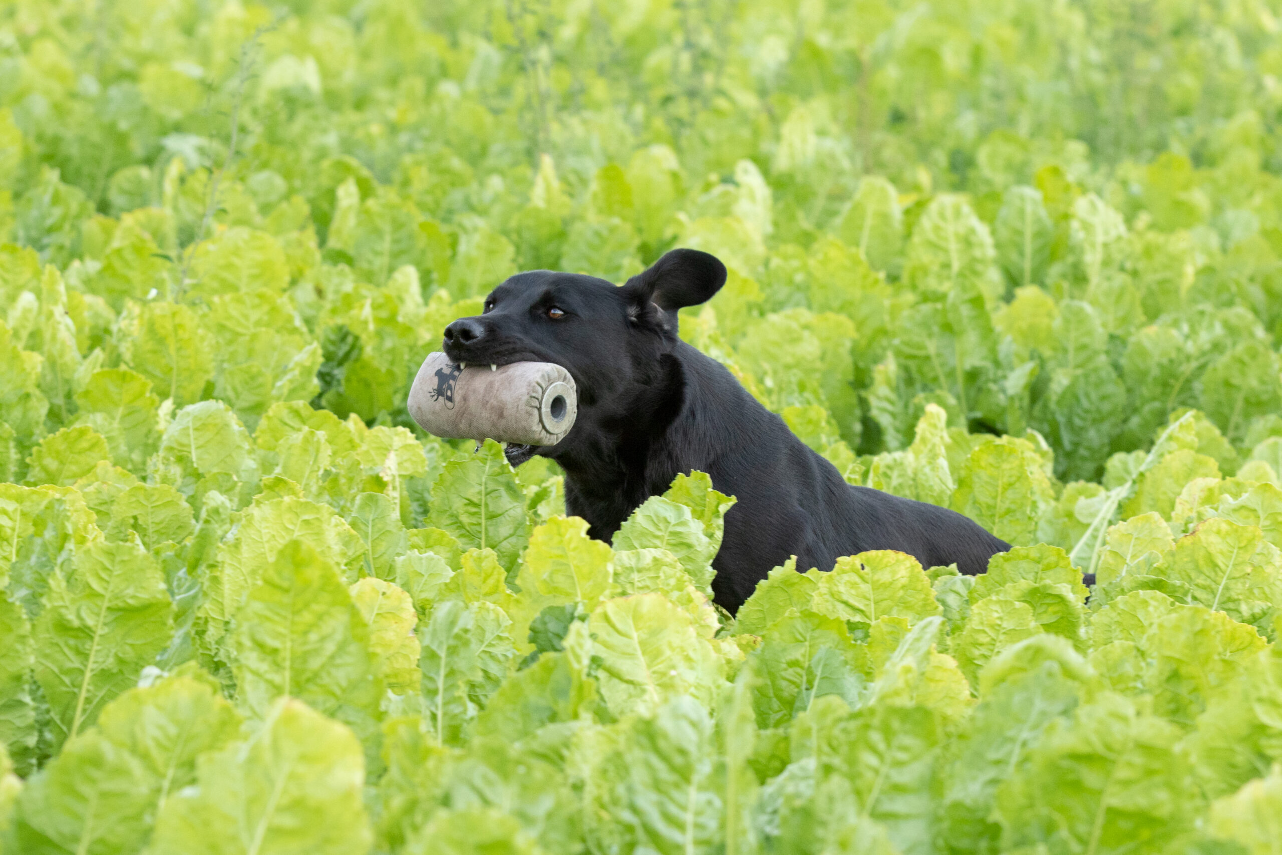 Mekoro Labradors