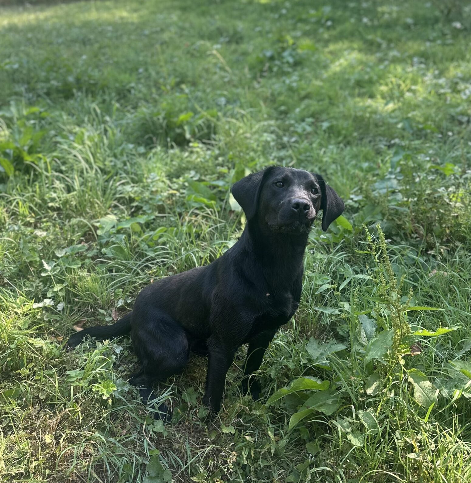 Mekoro Labradors
