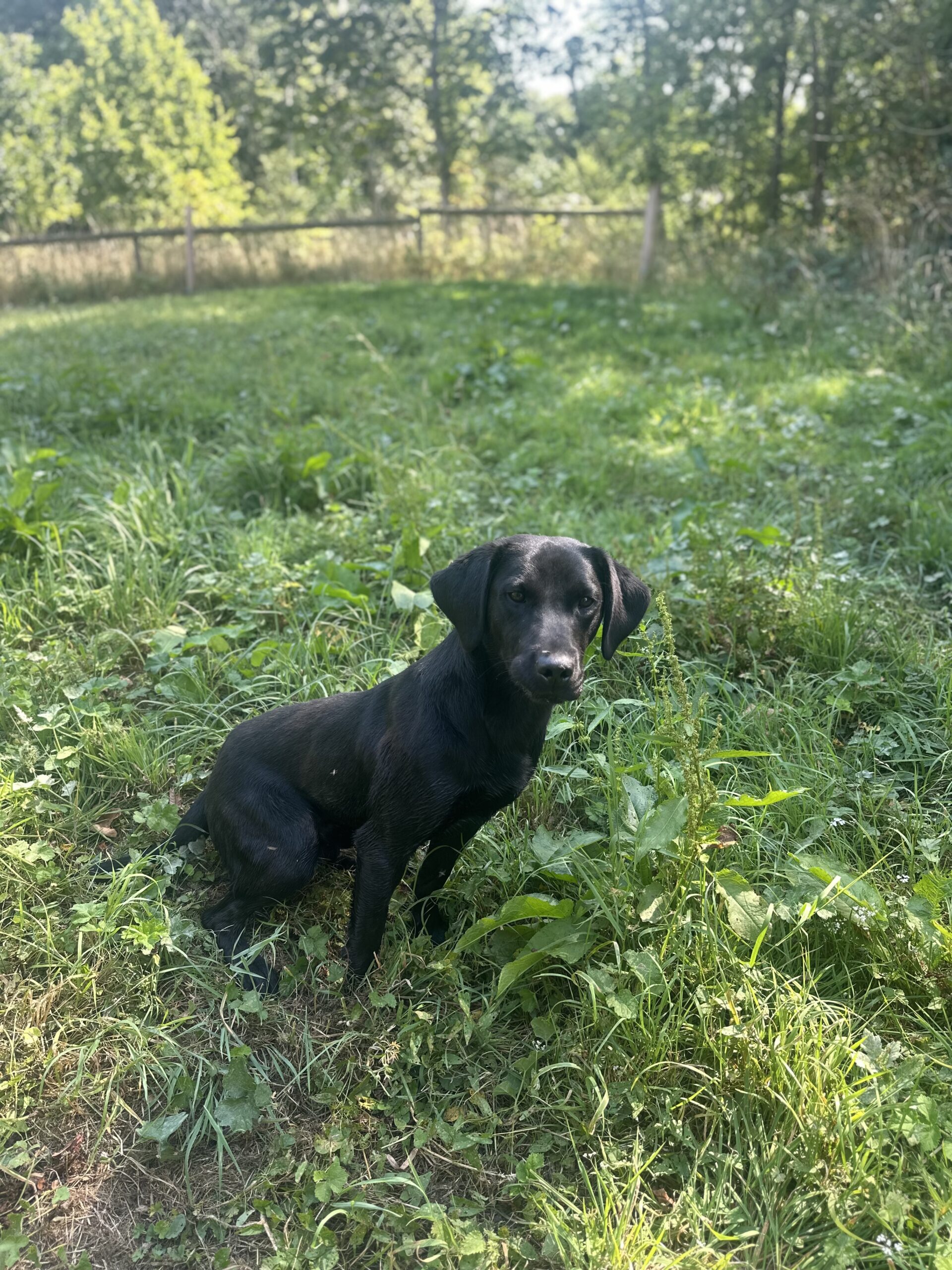 Mekoro Labradors